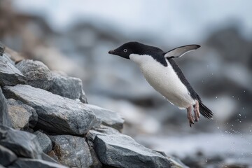 Adelie penguin leaps from rocks in Antarctic landscape showcasing its agility during springtime adventure