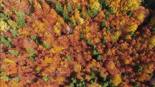 Aerial top view above colorful autumn forest and mountain valey