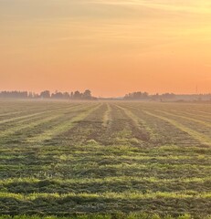 fog in the field in autumn