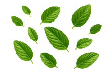 Green leaves falling creating a natural scattered pattern with fresh isolated foliage on transparent background