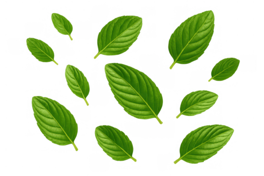 Green leaves falling creating a natural scattered pattern with fresh isolated foliage on transparent background