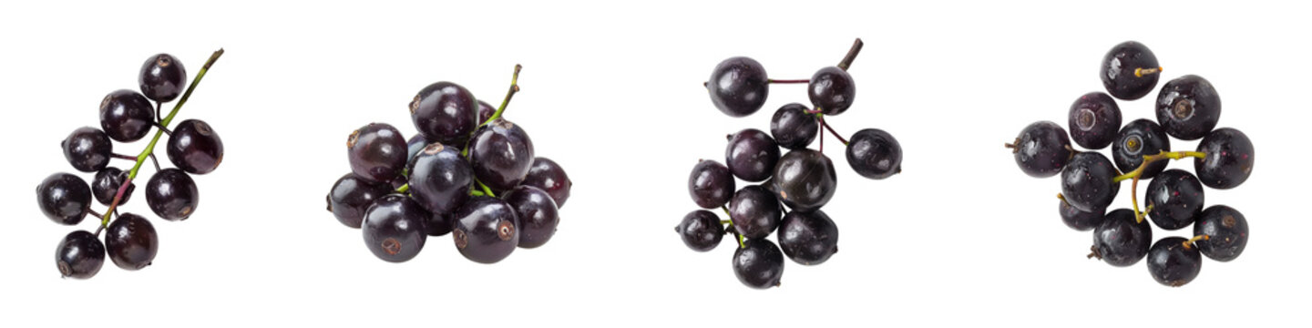 Isolated clusters of Javaplum fruits, a tropical berry, arranged on
