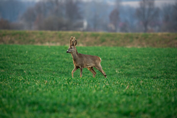 Sarna (Capreolus) 