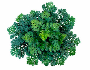 Obraz premium Decorative Topiary Tree Isolated