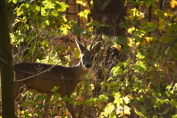 Sarna (Capreolus)  © Marcin