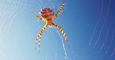 Spider in Web with dew drops Against Blue Sky and Sunlight background - Powered by Adobe