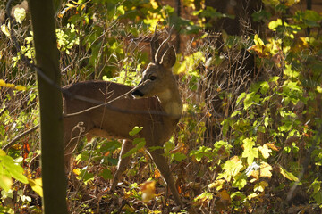 Sarna (Capreolus)  © Marcin