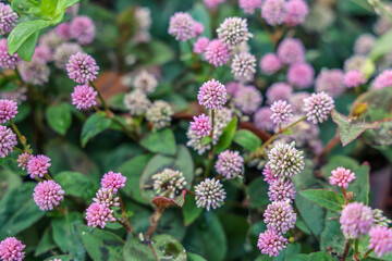 Persicaria capitata, the pink-headed persicaria, pinkhead smartweed, pink knotweed, or pink bubble persicaria, is an Asian species of plants in the genus Persicaria within the Polygonaceae family.
