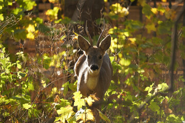 Sarna (Capreolus) 
