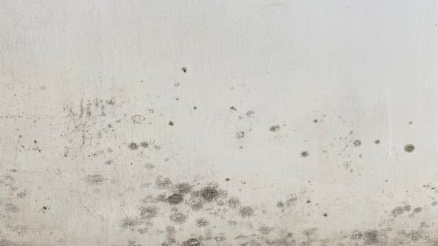 Macro close-up photograph of a white wall with mold growth and dark stains, showing a natural damp texture and weathered surface