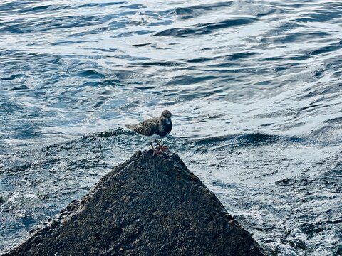 a bird on a rock on the sea coast - Powered by Adobe