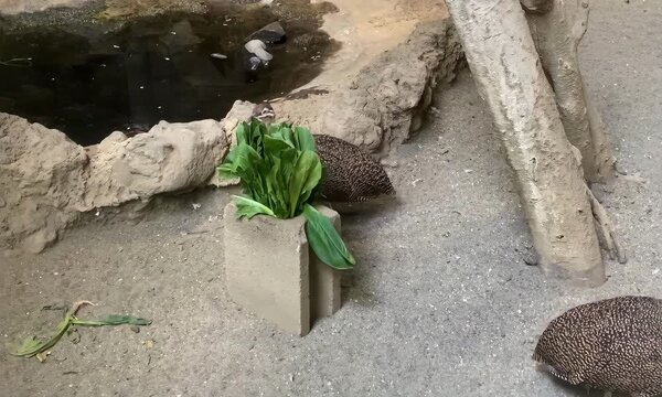 Pair of Elegant Crested Tinamou (Eudromia elegans) Walking