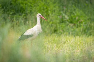 White stork standing in green meadow in Poland