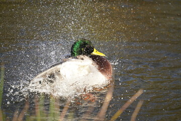  kaczka krzyż&oacute;wka (Anas platyrhynchos)