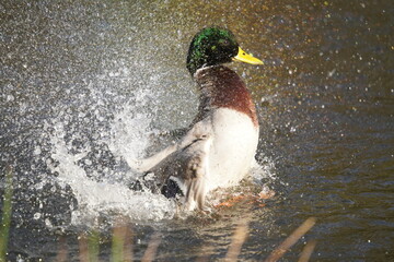  kaczka krzyż&oacute;wka (Anas platyrhynchos)
