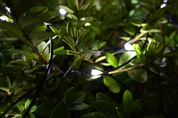 光の葉飾り　Leaves Adorned with Light