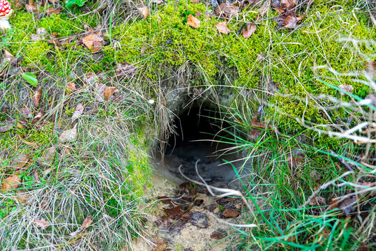 Entrance to a Fox Burrow - Powered by Adobe