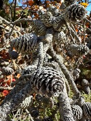 chinese dragon statue