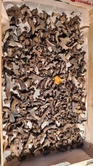 Une belle récolte de trompettes de la mort (France)