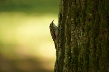 Pełzacz ogrodowy (Certhia brachydactyla)