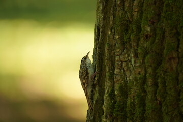 Pełzacz ogrodowy (Certhia brachydactyla)