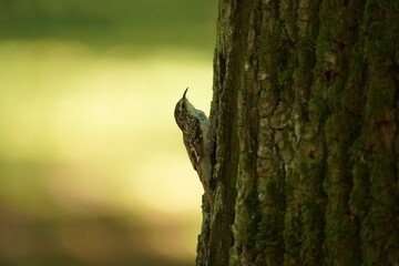 Pełzacz ogrodowy (Certhia brachydactyla)