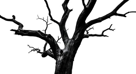Obraz premium Dramatic silhouette of a bare tree stark black and white contrast isolated on white background