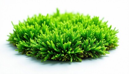 Vibrant green moss patch against stark white, high contrast, macro, plant, element