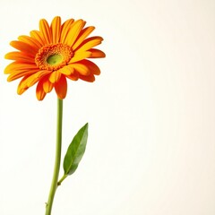 Vibrant orange gerbera daisy, isolated white background , texture, graphics