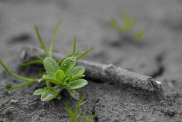 Kwiaty na polu, Opolskie © Przemysaw