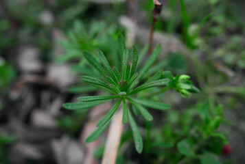 Kwiaty na polu, Opolskie © Przemysaw