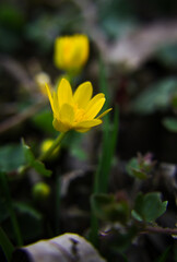 Fototapeta premium Ziarnopłon wiosenny