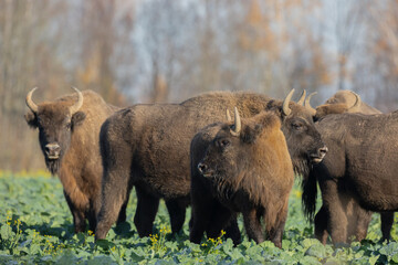 Mammals - wild nature European bison ( Bison bonasus ) Wisent herd standing on the autumn field without snow sundown North Eastern part of Poland, Europe Knyszynska Primeval Forest