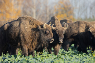 Mammals - wild nature European bison ( Bison bonasus ) Wisent herd standing on the autumn field without snow sundown North Eastern part of Poland, Europe Knyszynska Primeval Forest