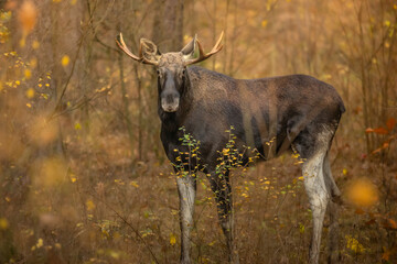 Fototapeta premium Mammals male bull Elk Moose ( Alces alces ) North part of Poland, Europe forest in autumn time