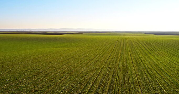 Aerial view green wheat field agricultural land
