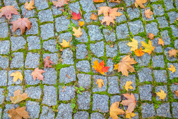 seasonal nature pathway, city park with autumn leaves, scattered daisies and moss among aged cobblestone paving, calm urban park path featuring seasonal colors and textured natural elements