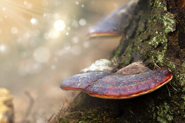 fungi activity at dawn, morning unveils different mushroom species, early morning reveals colorful fungi sprouting on wood, dawning hours display diverse fungi thriving on mossy tree trunks