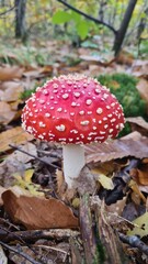 Une magnifique amanite tue-mouches poussant dans une forêt de châtaigniers (forêt de Rambouillet)
