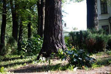 Trees in the forest. Large trees in the park. Old park