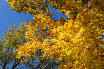 yellow maple leaves