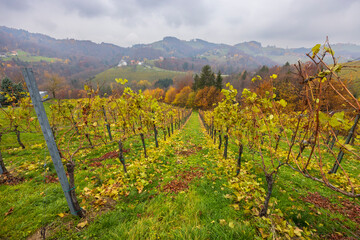 Obraz premium Vineyard rows showing autumn colors in Styria, Austria