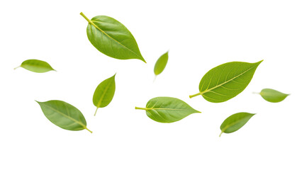 Naklejka premium Fresh green leaves floating gracefully in air, showcasing vibrant colors and natural beauty. Perfect for nature themed designs