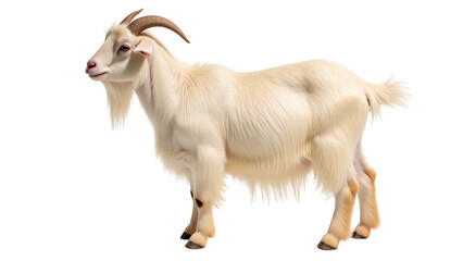 Obraz premium Realistic illustration of white goat with long fur and curved horns, standing plain background. goat appears calm and friendly, showcasing its