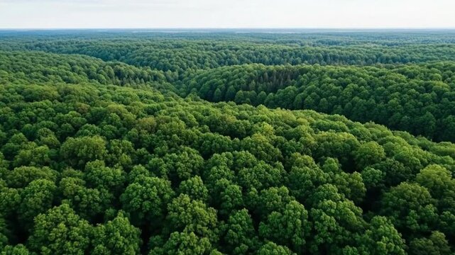 Aerial View of Lush Green Forest with Misty Fog and Mountain Landscape, Dense Woodland Canopy, Scenic Nature Environment, Serene Outdoor Wilderness, Beautiful Natural Travel Destination, Drone Shot Sc
