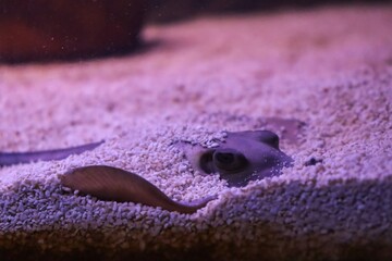 Close-up of a Stingray's Eyes Camouflaged in Aquarium Gravel