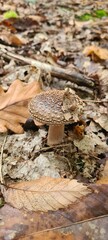 Une jeune amanite panthère poussant dans les feuilles mortes dans une forêt de chênes et de châtaigniers d'Île-de-France (vallée de Chevreuse)
