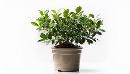 Obraz premium Houseplant Yang Myrtle A Potted Plant Isolated Over White