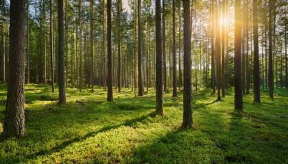Obraz premium Lush Green Pine Forest In Sunlight