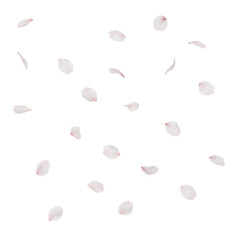 Scattered Cherry Blossom Petals Falling Gently in Spring.